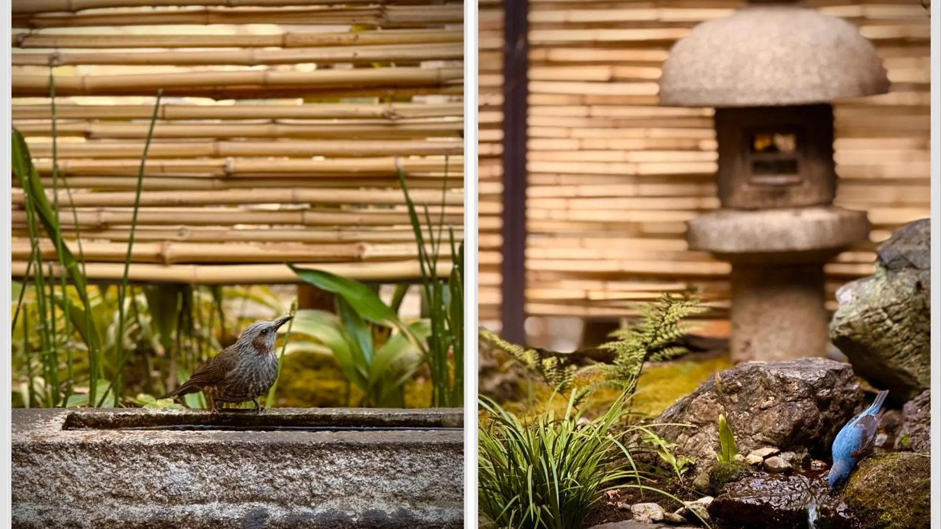 Ryokan Tori Kyoto Japan